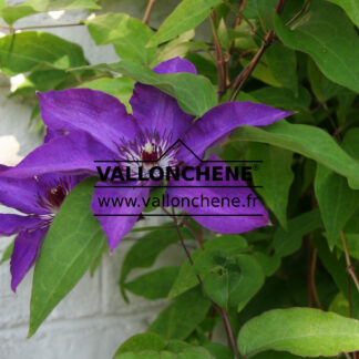 CLEMATIS 'The President'