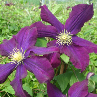 CLEMATIS 'Warszawska Nike'
