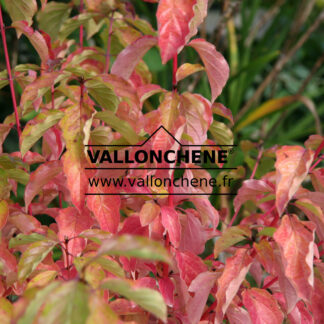 CORNUS alba 'Bâton Rouge' (R) (Tartarischer Hartriegel, weißer Hartriegel)