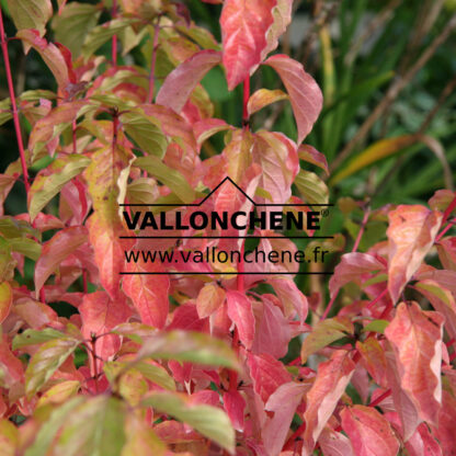 CORNUS alba 'Bâton Rouge' en Septembre