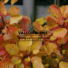 COTINUS coggygria 'Golden Spirit' (R) en Octobre