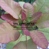 COTINUS coggygria ‘Old Fashioned’ (R) en Septembre COTINUS coggygria ‘Old Fashioned’ (R) en Septembre