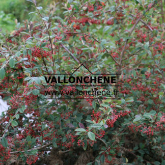 COTONEASTER lacteus