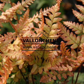 DRYOPTERIS erythrosora