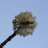 EDGEWORTHIA chrysantha en Mars