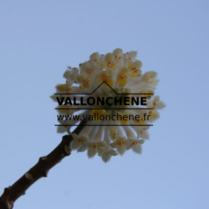 EDGEWORTHIA chrysantha en Mars