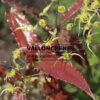 EPIMEDIUM 'Spine Tingler' en Avril