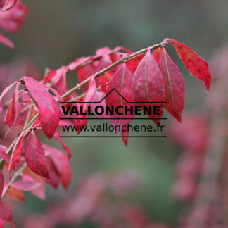 EUONYMUS alatus 'Compactus'