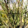 EUONYMUS alatus 'Compactus' en Mars