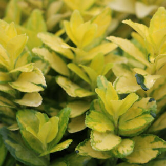 EUONYMUS japonicus 'Goldmine' (R)
