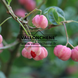 EUONYMUS phellomanus