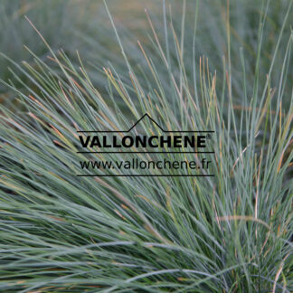 FESTUCA glauca 'Elijah Blue'