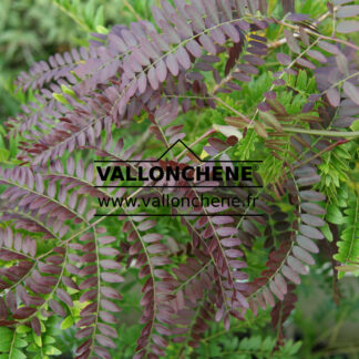 GLEDITSIA triacanthos 'Ruby Lace' im August