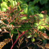 GLEDITSIA triacanthos ‘Ruby Lace’ en Septembre GLEDITSIA triacanthos 'Ruby Lace' en Septembre