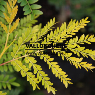 GLEDITSIA triacanthos 'Sunburst'