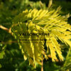 GLEDITSIA triacanthos 'Sunburst' en Septembre