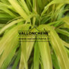 HAKONECHLOA 'All Gold' en Août
