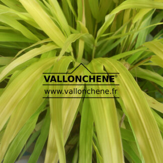 HAKONECHLOA macra 'All Gold'