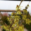 HAMAMELIS intermedia 'Arnold Promise' en febrero