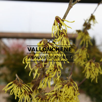 HAMAMELIS intermedia 'Arnold Promise' en febrero
