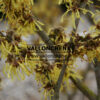 HAMAMELIS intermedia 'Arnold Promise' en marzo