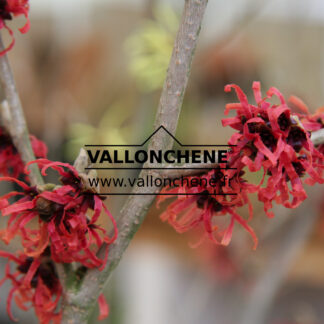 HAMAMELIS intermedia 'Diane'