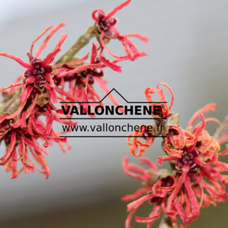 HAMAMELIS intermedia 'Ruby Glow'