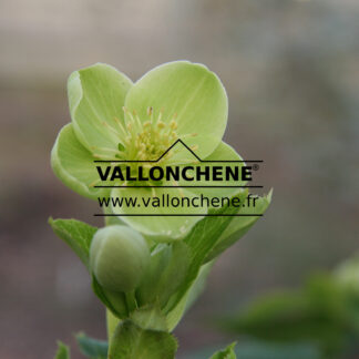 HELLEBORUS argutifolius - korsische Nieswurz