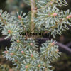ABIES koreana ‘Shorty’ en Janvier