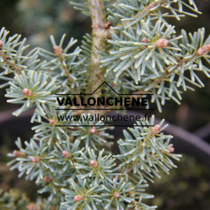 ABIES koreana ‘Shorty’ en Janvier