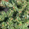 ABIES cephalonica ‘Greg’s Broom’ en Février