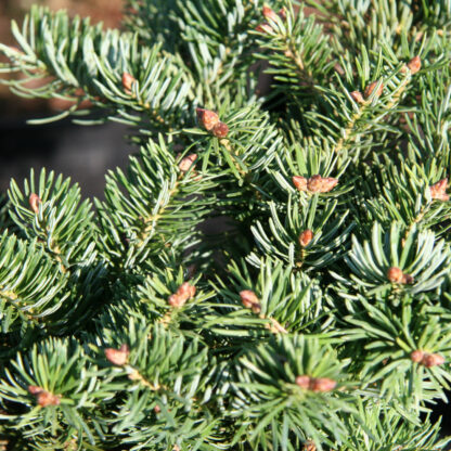 ABIES cephalonica ‘Greg’s Broom’ en Février