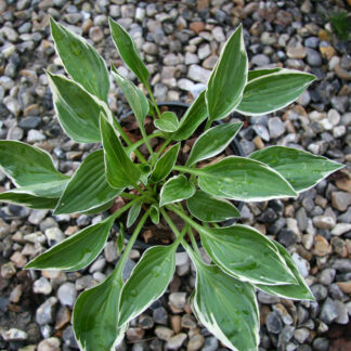 HOSTA 'Cheesecake'