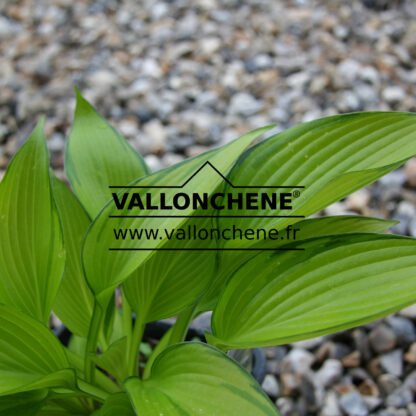 HOSTA ‚June Fever‘ en Avril