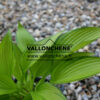HOSTA ‚June Fever‘ en Avril