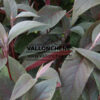 HYDRANGEA aspera ‘Hot Chocolate’ (R) en mayo HYDRANGEA aspera 'Hot Chocolate' (R) en mayo