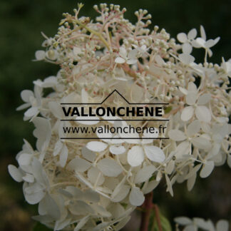 HYDRANGEA paniculata 'Phantom'