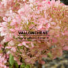 HYDRANGEA paniculata 'Phantom' en Septembre