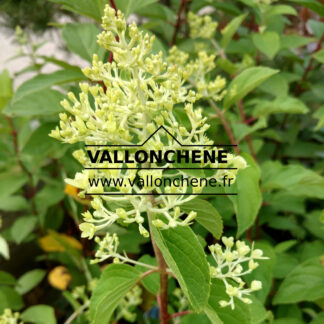 HYDRANGEA paniculata 'Polar Bear' (R)