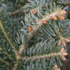 ABIES cilicica ‘Spring Grove’ en Mars