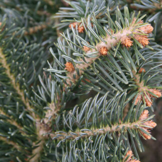 ABIES cilicica 'Spring Grove'