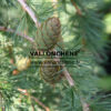 LARIX decidua 'Puli' en Juillet