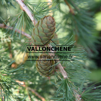 LARIX decidua 'Puli'