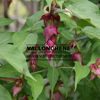 LEYCESTERIA formosa