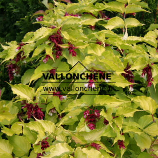 LEYCESTERIA formosa 'Golden Lanterns' (R)