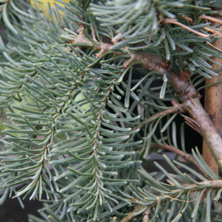 ABIES procera 'Delbar's Cascade'