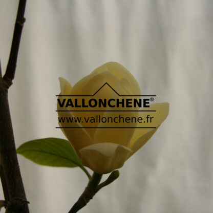 MAGNOLIA 'Lois' en Mars