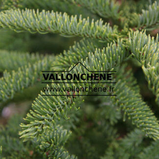ABIES procera 'Rattail'