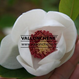 MAGNOLIA sieboldii