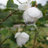 MAGNOLIA sieboldii en Mai